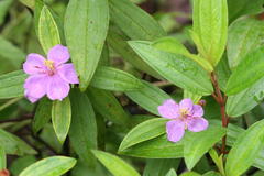 Melastoma malabathricum